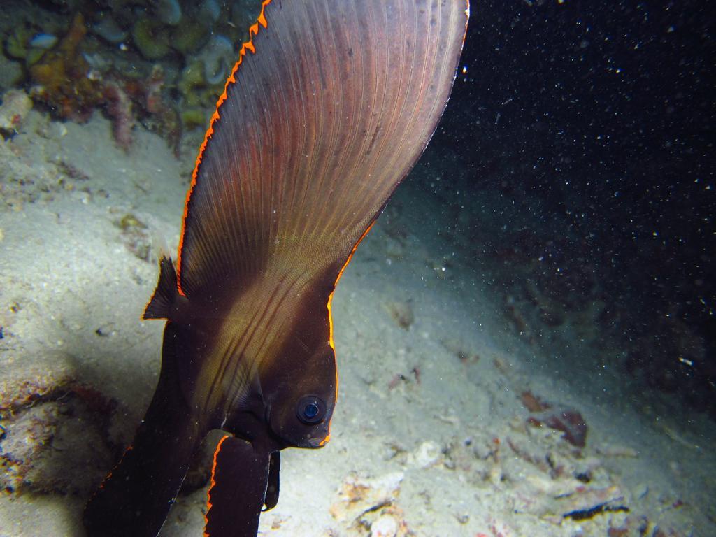 Chindonan Dive And 3* Coron