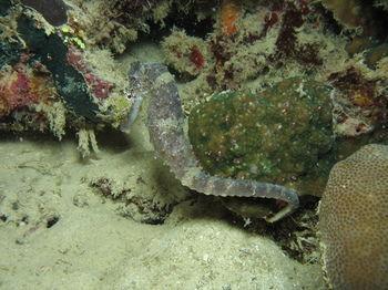 Chindonan Dive And Coron