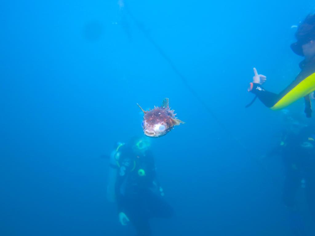 Chindonan Dive And Coron